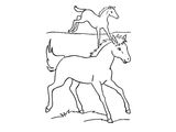 Лошадь породы Кигер-мустанг