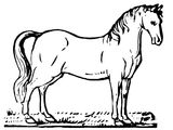 Лошадь породы Американская кудрявая