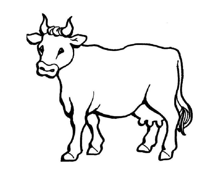 Корова обыкновенная