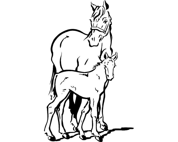 Лошадь породы Аппалуза