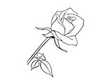 Роза бело-розовая
