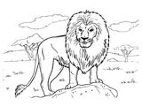 Лев обыкновенный