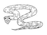 Африканские яичные змеи