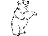 Медведь Гималайский