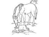 Лошадь породы Катхиавари