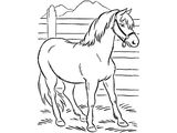 Лошадь породы Киргизская