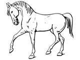 Лошадь породы Голландская