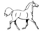 Лошадь породы Донская