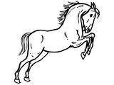Лошадь породы Иберийская