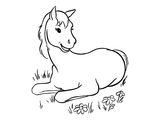 Лошадь породы Кабардинская