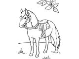 Лошадь породы Камаргская