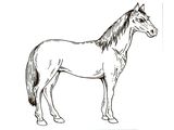 Лошадь породы Белорусская упряжная