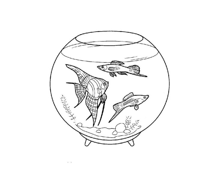 Рыбы в круглом аквариуме