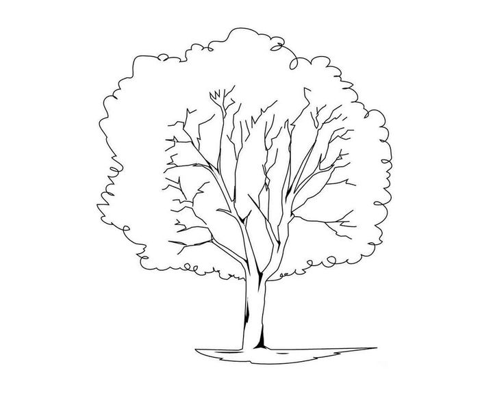 Сливовое дерево