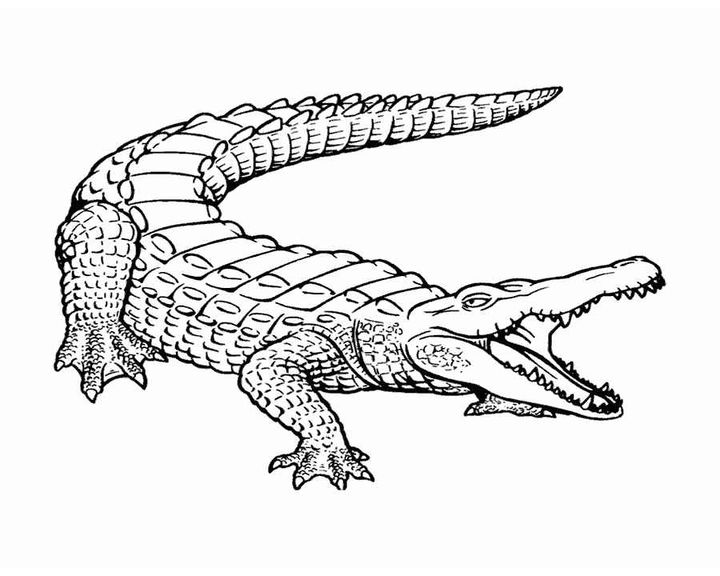 Крокодил обыкновенный