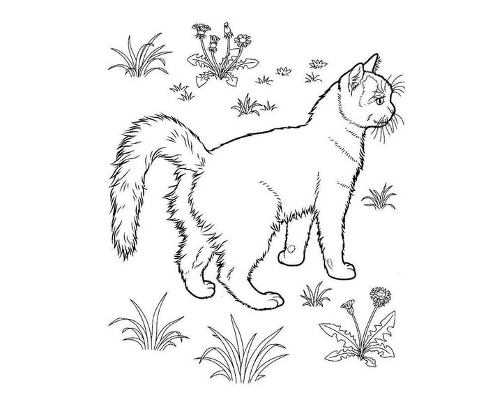 тайская кошка раскраска