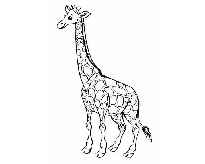 Жираф обыкновенный