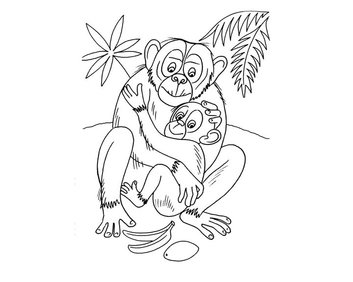 Борнейский орангутанг 