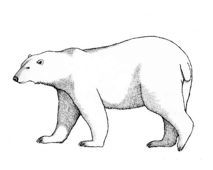 Белый медведь в профиль