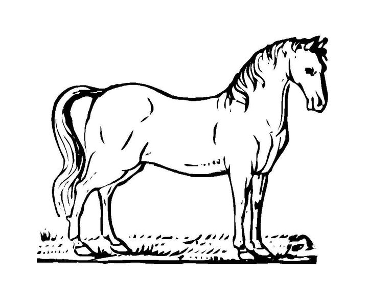 Лошадь породы Камполина