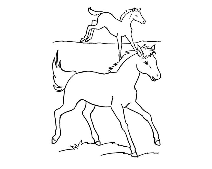 Лошадь породы Кигер-мустанг