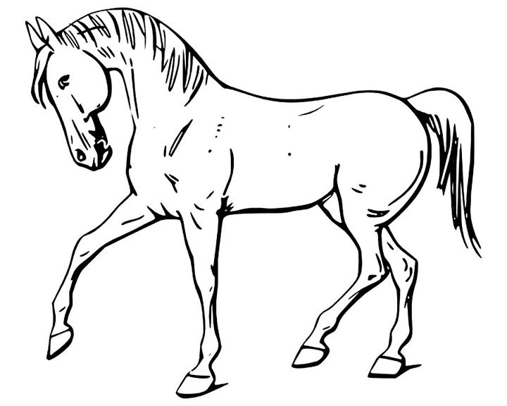 Лошадь породы Голландская