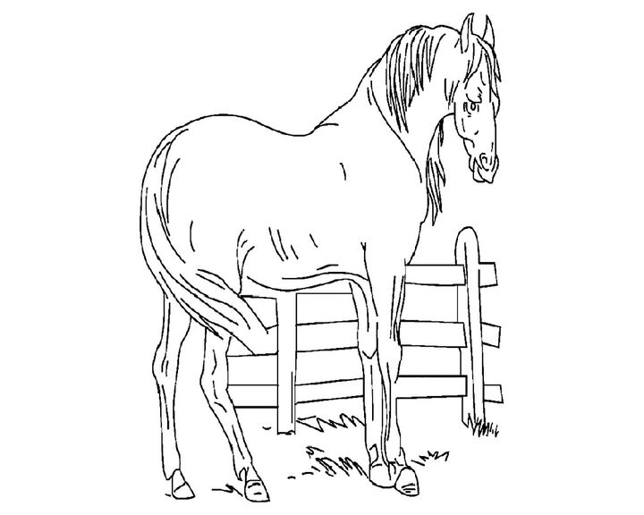 Лошадь породы Голштинская