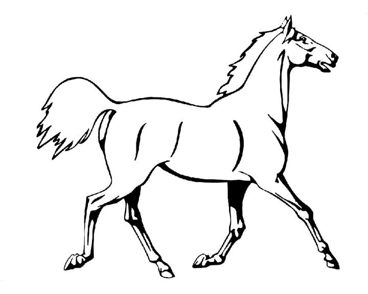 Лошадь породы Донская