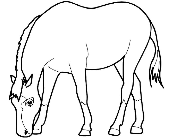 Лошадь породы Казахская