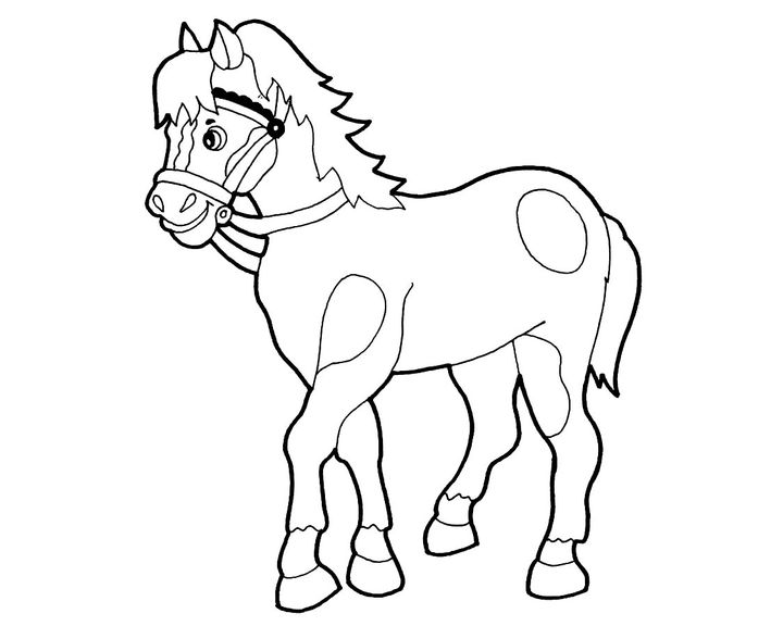 Лошадь породы Калмыцкая