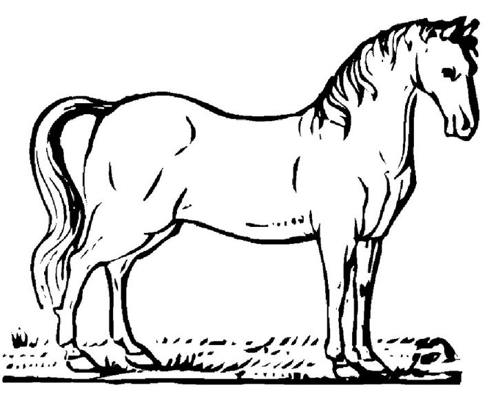 Лошадь породы Американская кудрявая