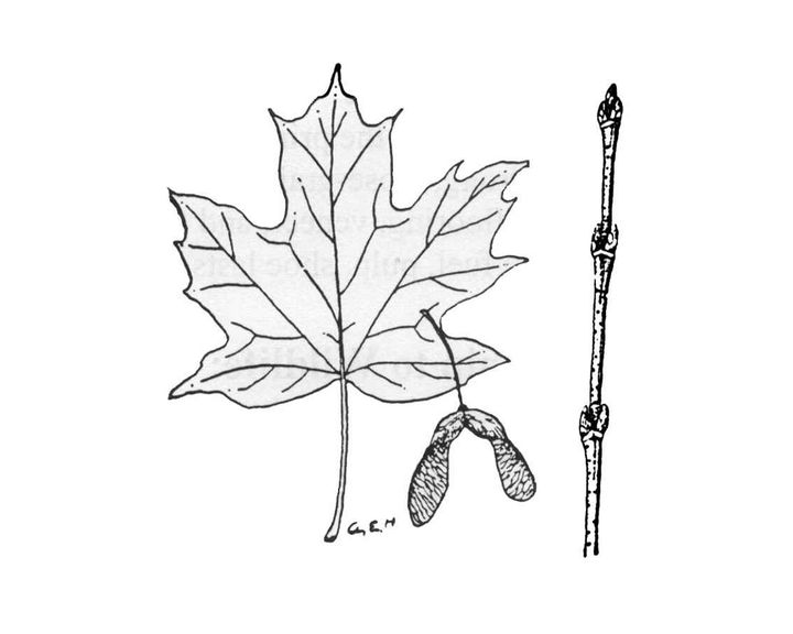 Экзотический листок с дерева