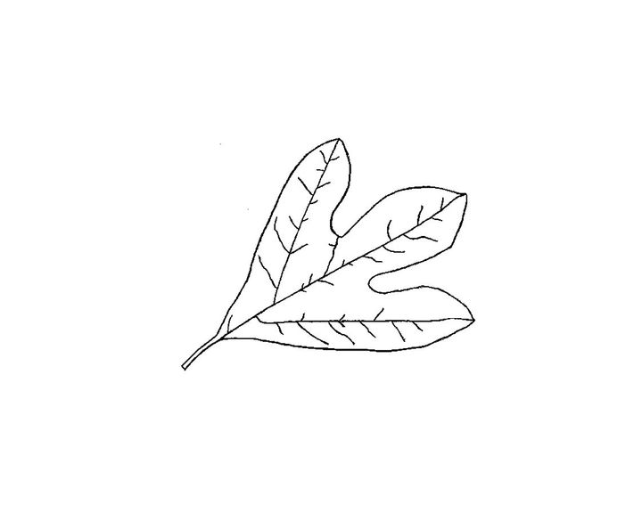 Смиpный листок с дерева