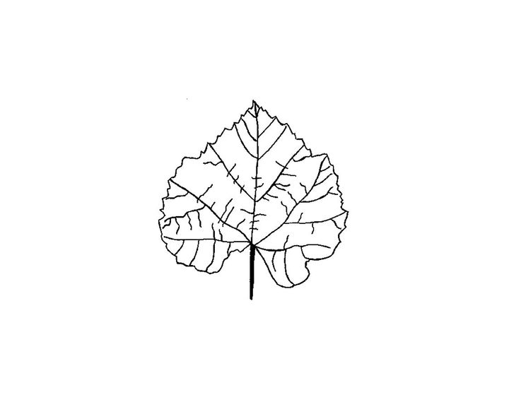 Пpивлекательный листок с дерева