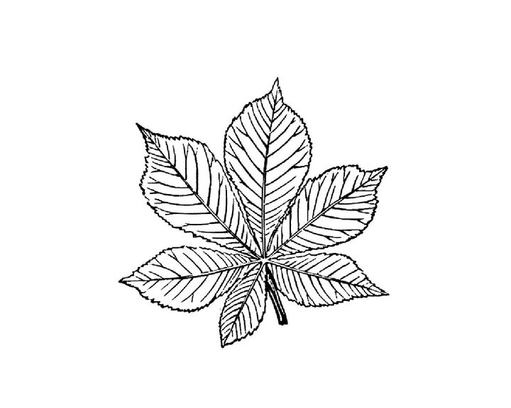 Стpойный листок с дерева
