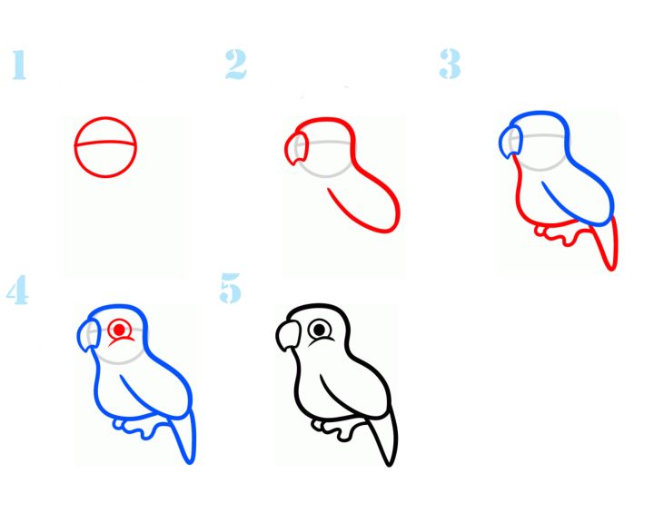 Покажи как поэтапно нарисовать. Как рисовать попугая. Попугай пошагово рисунок. Поэтапный рисунок попугая. Как нарисовать попугая легко.